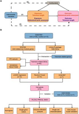 Deciphering the causal association and underlying transcriptional mechanisms between telomere length and abdominal aortic aneurysm